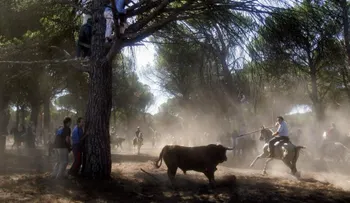 ¿Tradición o tortura animal? El polémico festejo del Toro de la Vega en España