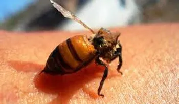 Muere joven por picadura de una abeja
