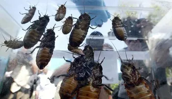 El nombre de una cucaracha, la venganza de Atlanta por la victoria de los Patriots en el Super Bowl