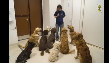 Tu perro entiende lo que le dices más de lo que te imaginas