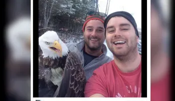 Rescatan a un águila calva y la foto se vuelve viral