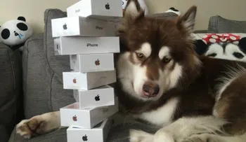 Hijo del hombre más rico de China le compra ocho iPhone 7 a su perro