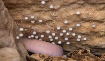 Nace un dragón bebé ante la mirada de científicos