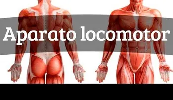 El aparato locomotor: Cómo está integrado