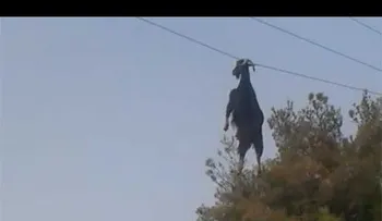 Esta cabra se quedó colgada de una línea de alta tensión. ¿Cómo pudo suceder? (VIDEO)