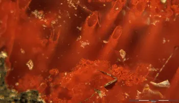 Investigadores afirman haber hallado los microfósiles más antiguos del mundo