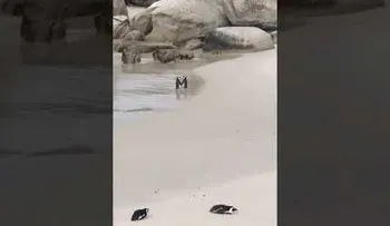 La hermosa pareja de pingüinos paseándose "de la mano" que invade las redes