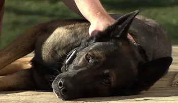 Oficial retirado logra quedarse con su compañero canino