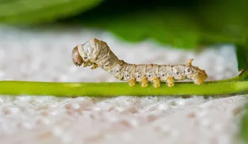 Desarrollan en Japón un test de anticuerpos de covid usando gusanos de seda