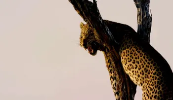 El video de un actor de Harry Potter atacado por un leopardo en Botsuana
