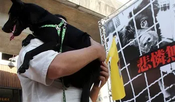 Taiwán prohíbe la venta y consumo de carne de perros y gatos 