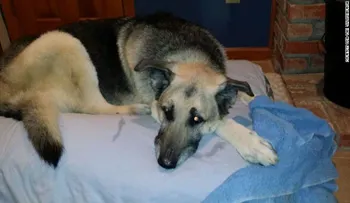 Rescatan a un perro que estuvo enterrado en el barro durante 72 horas