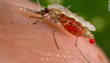 Científicos crean un mosquito que bloquea la malaria