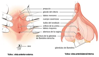 ¿Por qué el clítoris no recibe la atención que se merece?