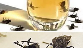 Con este truco será suficiente para eliminar moscas, mosquitos y cucarachas en tu casa