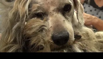 Un perro que nunca había sentido el calor humano encuentra hogar (VIDEO)