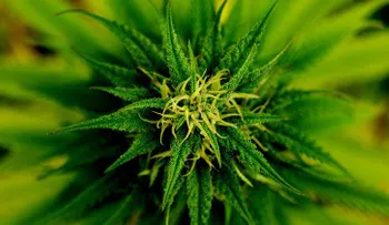 La marihuana puede curar las fracturas de los huesos, según estudios
