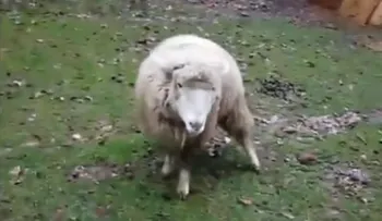 Video: Nathan, perro que â??bailaâ?? a dos patas para patrocinar adopción de animales