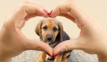 7 beneficios de tener mascota para tu salud mental