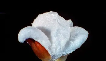 La transformación del maíz en palomitas a cámara superlenta