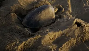 Tortugas golfinas anidan por primera vez en playas de California