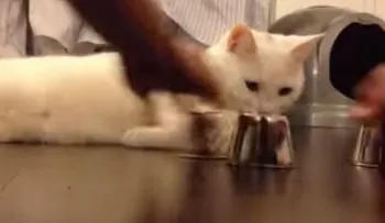 Impresionante: Un gato no se deja engañar por los trileros (Video) 