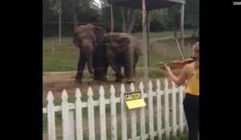 Video: Los elefantes tienen un gusto musical sofisticado