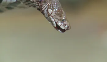 Se agotan las reservas de antídoto contra el veneno de serpiente