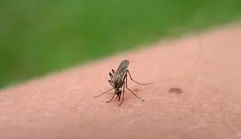 Aprende a preparar tu repelente de mosquitos casero