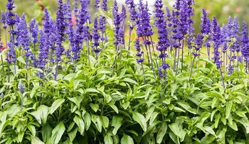 5 plantas de olor para un jardín pequeño y aromático