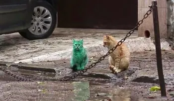Resuelven misterio del gato verde de Bulgaria