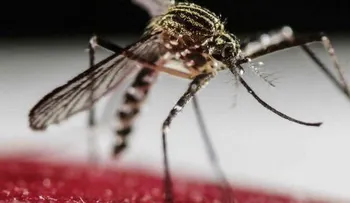 La OMS estima 2 ó 3 millones de casos de Zika habra en Latinoamérica