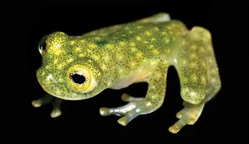 Descubren en Ecuador una nueva especie de rana a la que podrás verle el corazón latiendo