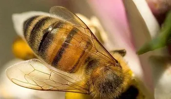 Abejas matan niña de ocho años en Barahona
