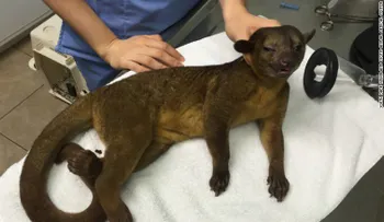 ¡Mujer despierta con sorpresa insólita: Animal exótico acariciándola 