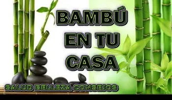 Llevar bambú a la casa te traerá abundancia económica y mucha suerte en el amor