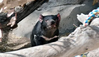 Matan a un demonio de Tasmania en zoo Nuevo México 