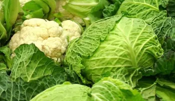 Coliflor, brócoli y col, útiles contra la leucemia linfática crónica