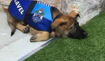 Gavel, el perro que no pudo ser policía por ser demasiado amigable