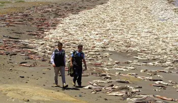 ¿El Niño, fuiste tú?: Miles de calamares mueren en una costa de Chile (VIDEO)