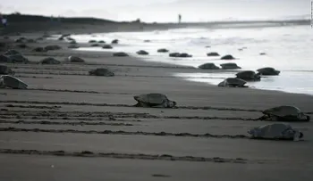 El espectáculo natural de cientos de tortugas en Costa Rica que aún los científicos no logran explicar
