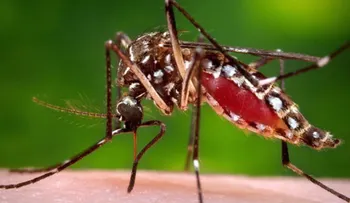100 casos de dengue se registran cada semana en el país