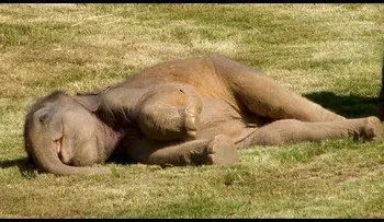 Sueño enorme: Una elefanta pide a los empleados del zoo que despierten a su cría