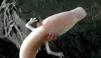 Ha nacido un nuevo dragón: la historia continúa