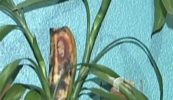 Video: se le presenta imagen de Jesús en plátano