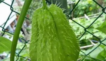 Jugo con Tayota para la diabetes, ponerte delgado y edemas