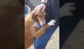 El abrazo viral de un perro a un reportero que lo adopta