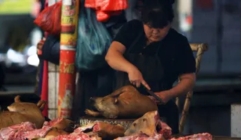 China celebra con un banquete de perros la llegada del verano