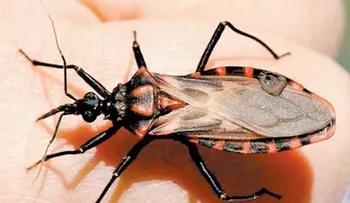 Chinche besucona: Triatoma infestans