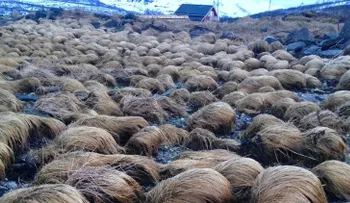 Encuentran la "granja secreta de pelucas" de Trump